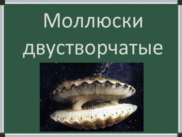 Моллюски двустворчатые 