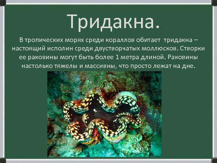 Тридакна. . В тропических морях среди кораллов обитает тридакна – настоящий исполин среди двустворчатых