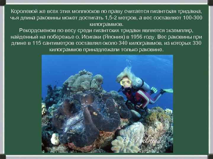 Королевой же всех этих моллюсков по праву считается гигантская тридакна, чья длина раковины может