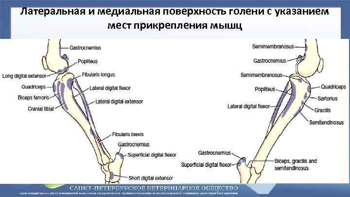 Верхний медиальный и латеральный