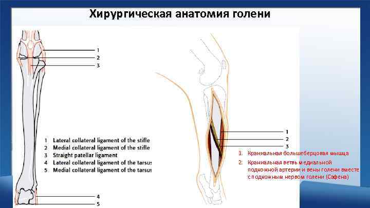 Хирургическая анатомия голени 1. Краниальная большеберцовая мышца 2. Краниальная ветвь медиальной подкожной артерии и