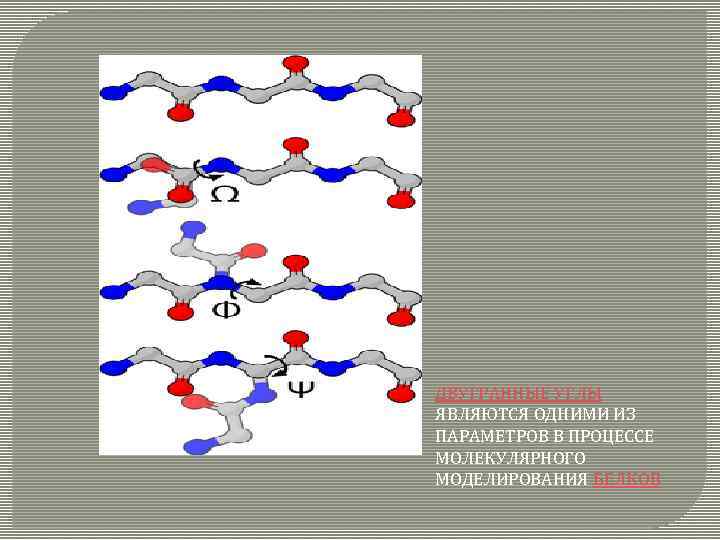 ДВУГРАННЫЕ УГЛЫ ЯВЛЯЮТСЯ ОДНИМИ ИЗ ПАРАМЕТРОВ В ПРОЦЕССЕ МОЛЕКУЛЯРНОГО МОДЕЛИРОВАНИЯ БЕЛКОВ 