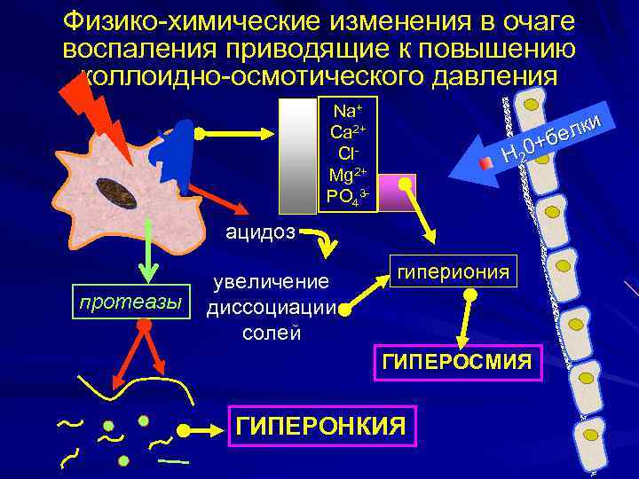 Физико-химические изменения в очаге воспаления приводящие к повышению коллоидно-осмотического давления Na+ Ca 2+ Cl.