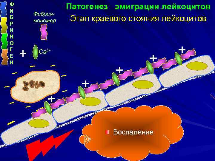 Ф И Б Р И Н О Г Е Н Фибринмономер Патогенез эмиграции лейкоцитов
