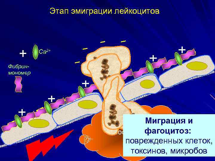 Этап эмиграции лейкоцитов Са 2+ Фибринмономер Миграция и фагоцитоз: Воспаление поврежденных клеток, токсинов, микробов