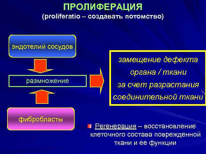 ПРОЛИФЕРАЦИЯ (proliferatio – создавать потомство) эндотелий сосудов замещение дефекта органа / ткани размножение за
