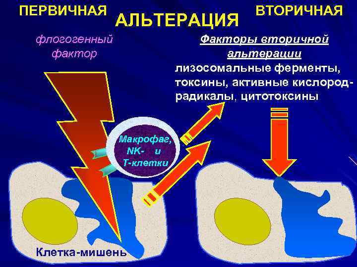 ПЕРВИЧНАЯ АЛЬТЕРАЦИЯ флогогенный фактор ВТОРИЧНАЯ Факторы вторичной альтерации лизосомальные ферменты, токсины, активные кислородрадикалы, цитотоксины