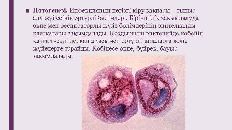 ■ Патогенезі. Инфекцияның негізгі кіру қақпасы – тыныс алу жүйесінің әртүрлі бөлімдері. Біріншілік зақымдалуда