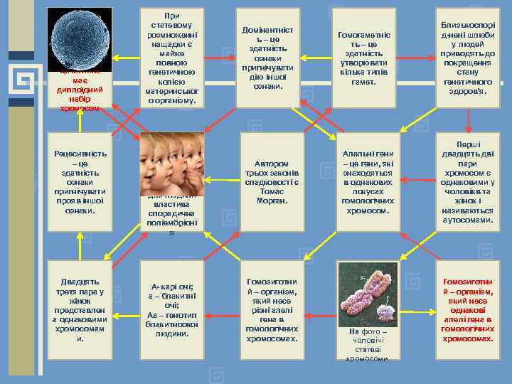 Ця клітина має диплоїдний набір хромосом Рецесивність – це здатність ознаки пригнічувати прояв іншої