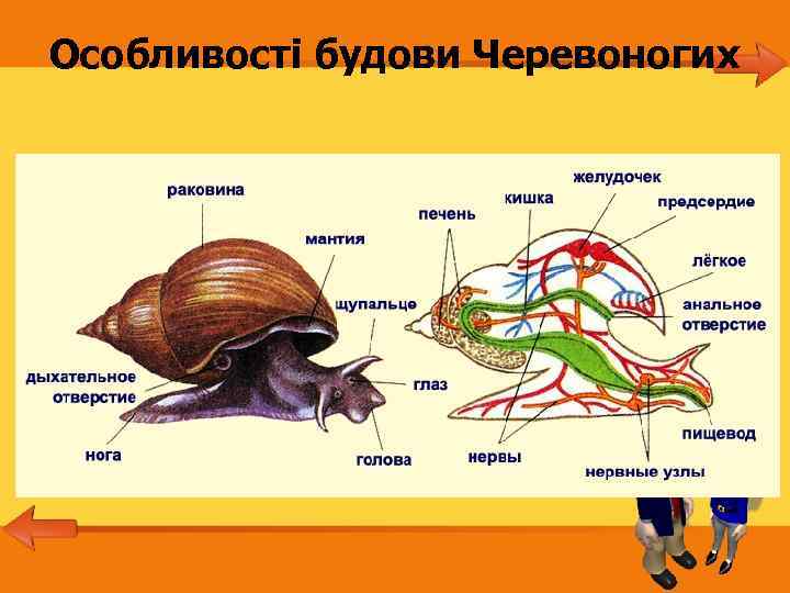 Особливості будови Черевоногих 