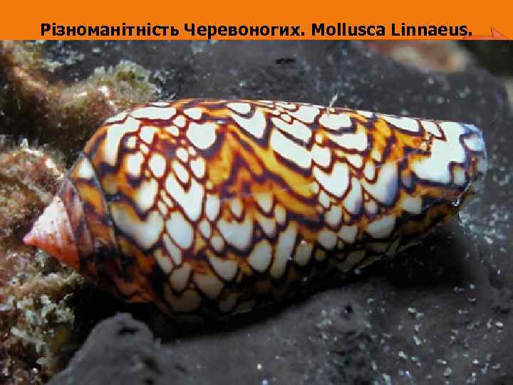 Різноманітність Черевоногих. Mollusca Linnaeus. 