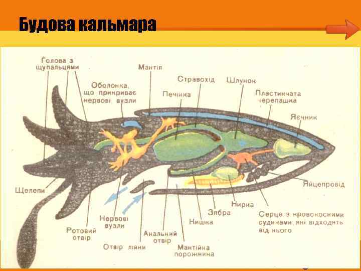 Будова кальмара 