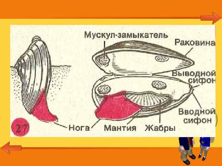 Двустворчатые моллюски 7 класс биология. Строение раковины морского гребешка. Внешнее строение двустворчатого моллюска беззубки. Внутреннее строение раковины морского гребешка. Мускул-замыкатель у беззубки.