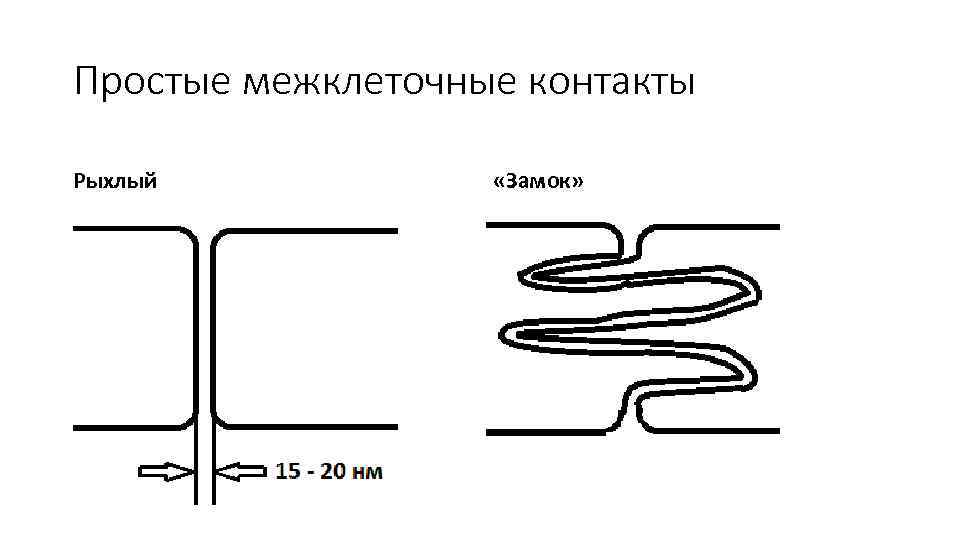 Виды межклеточных контактов