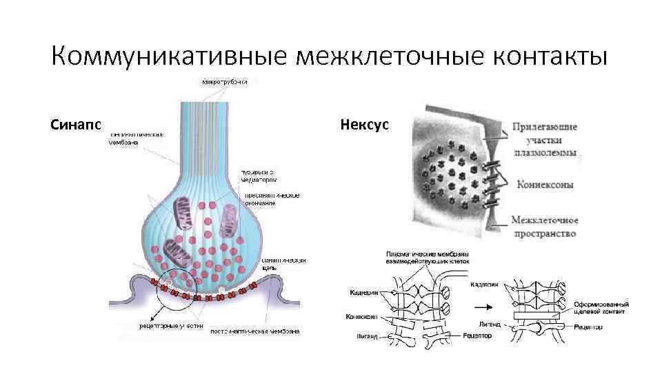 Коммуникативные межклеточные контакты Синапс Нексус 