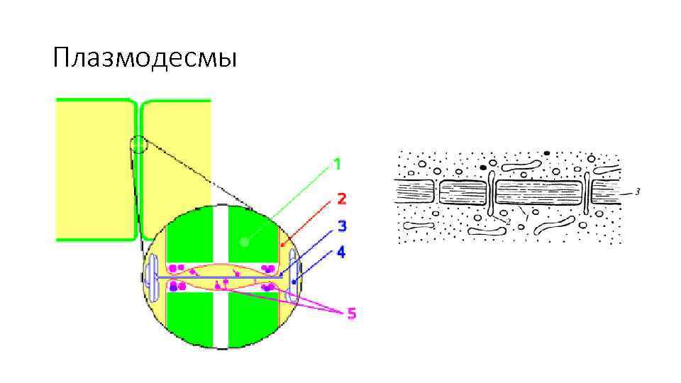 Функция поры