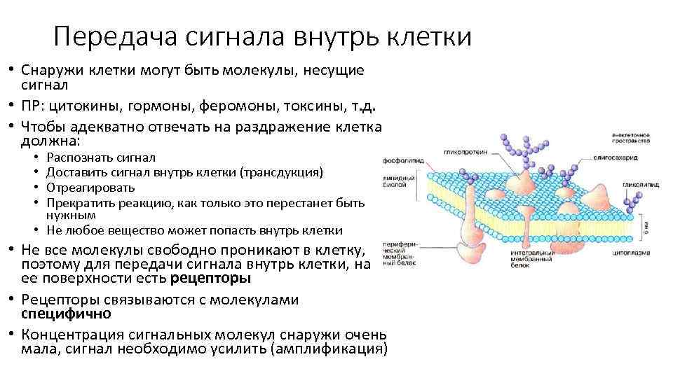 Внутрь клетки. Передача сигнала внутрь клетки. Передача сигнала (биология). Классификация гормонов по механизму передачи сигнала внутрь клетки. Передачи сигналов в клетку биология.