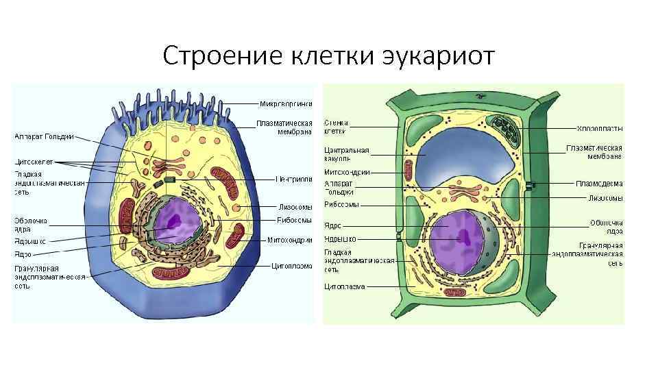 В состав эукариотической клетки входят. Строение эукариотической клетки структура клетки. Схема строения эукариотической растительной клетки. Структура клетки эукариот. Эукариотические клетки строение.