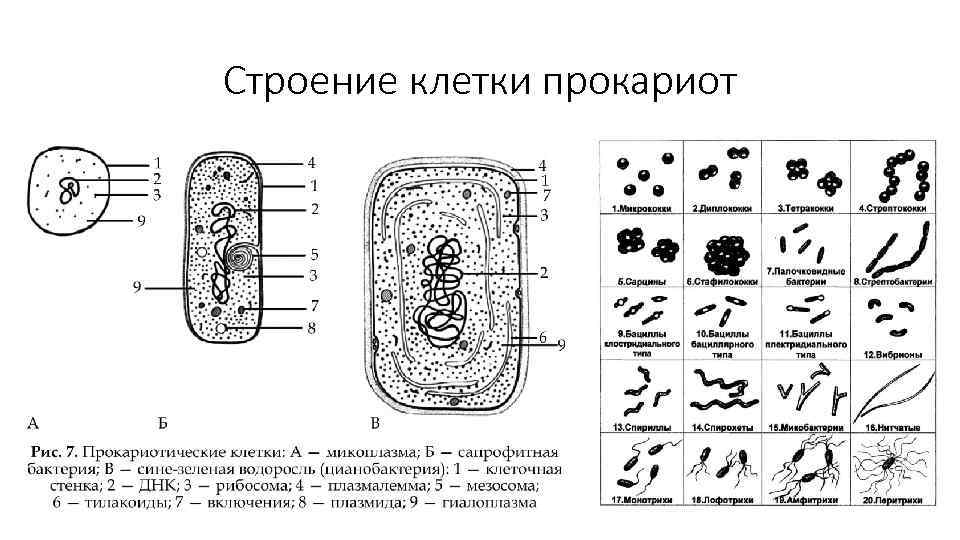Клетки прокариот отличаются. Схема строения прокариотической клетки. Строение клетки прокариот бактерии. Схема строения клетки прокариот. Нарисуйте схему строения прокариотической клетки..