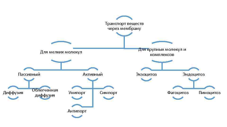 Транспорт веществ через мембрану Для крупных молекул и комплексов Для мелких молекул Пассивный Диффузия