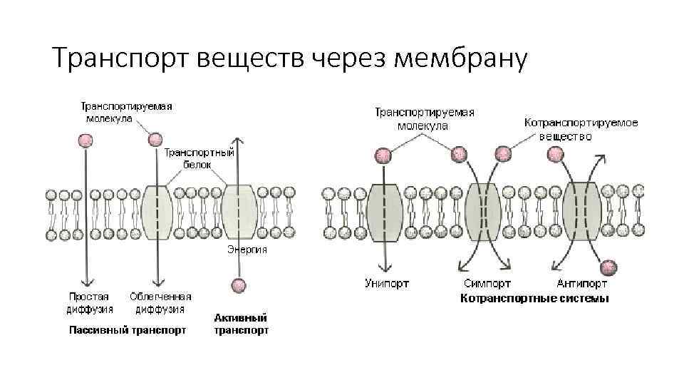 Мембрана транспорт веществ