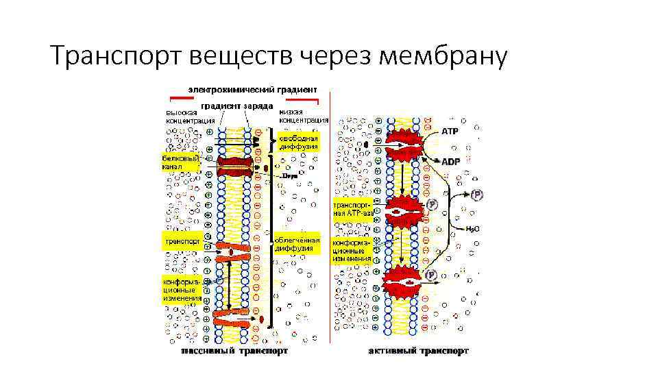 Активный транспорт через мембрану