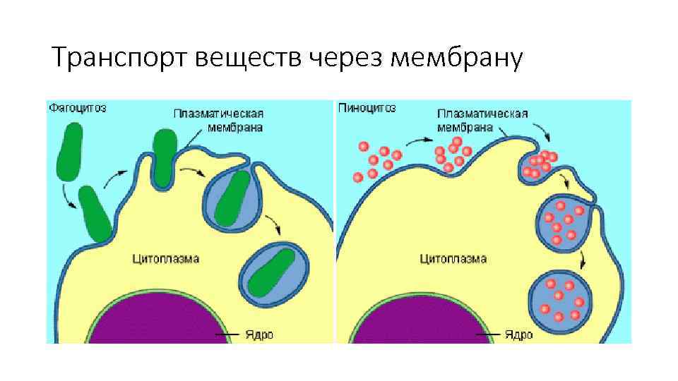 Транспорт веществ через мембрану 