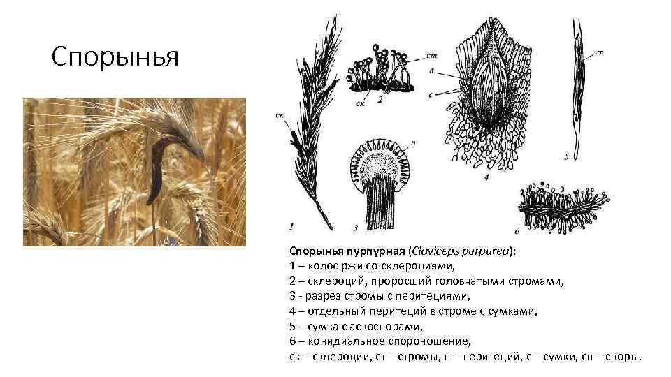 Жизненный цикл спорыньи схема