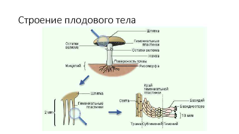 Строение плодового тела 