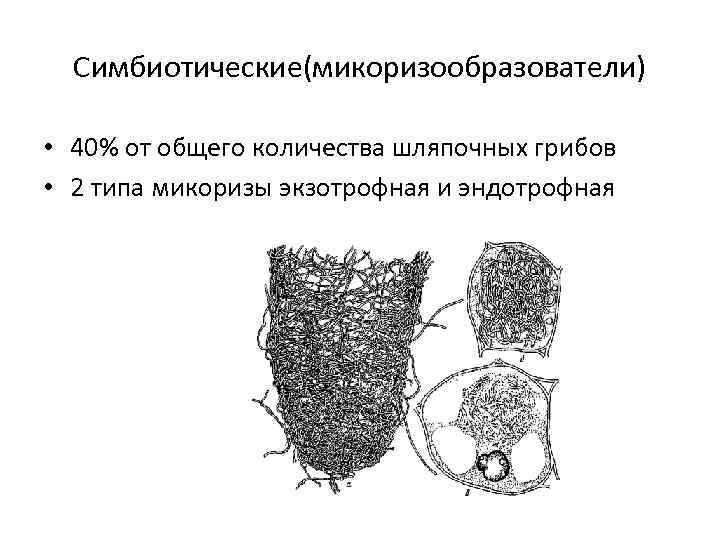 Симбиотические(микоризообразователи) • 40% от общего количества шляпочных грибов • 2 типа микоризы экзотрофная и