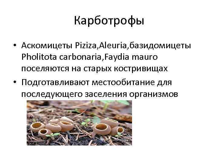Среди грибов встречаются как одноклеточные
