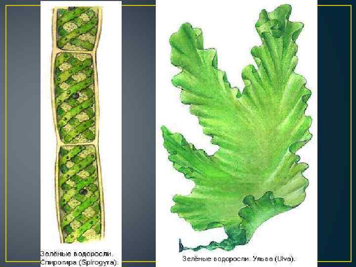 Низшие растения спирогира. Ульва латук. Многоклеточные водоросли Ульва. Ульва клетка. Многоклеточные водоросли Ульва строение.
