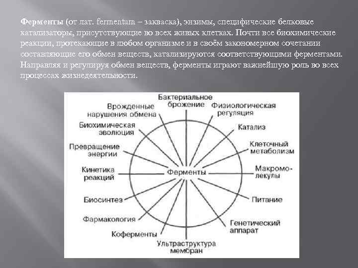 Ферменты (от лат. fermentum – закваска), энзимы, специфические белковые катализаторы, присутствующие во всех живых