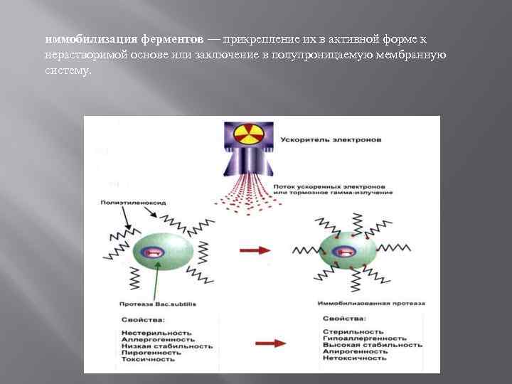 иммобилизация ферментов — прикрепление их в активной форме к нерастворимой основе или заключение в