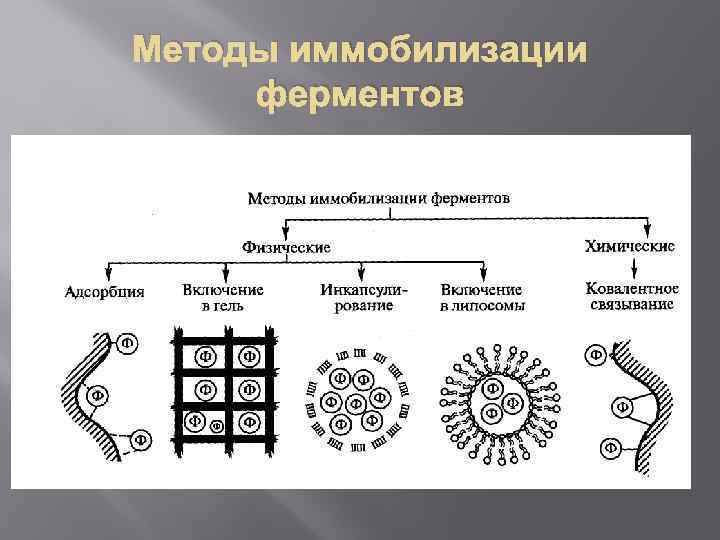 Методы иммобилизации ферментов 