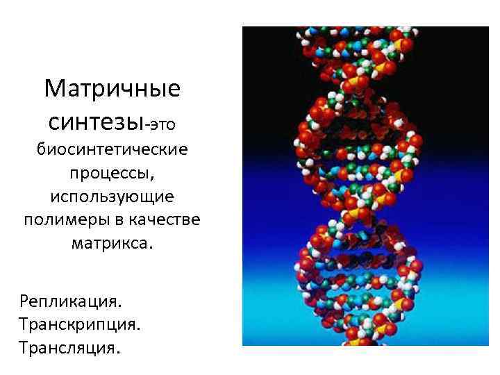 Матричные синтезы-это биосинтетические процессы, использующие полимеры в качестве матрикса. Репликация. Транскрипция. Трансляция. 