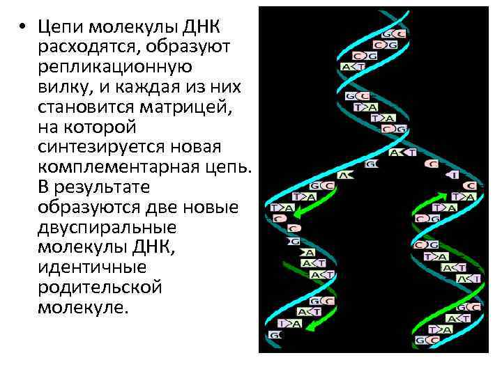  • Цепи молекулы ДНК расходятся, образуют репликационную вилку, и каждая из них становится