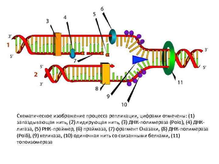 Схематическое изображение процесса репликации, цифрами отмечены: (1) запаздывающая нить, (2) лидирующая нить, (3) ДНК-полимераза