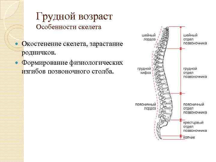 Грудной возраст Особенности скелета Окостенение скелета, зарастание родничков. Формирование физиологических изгибов позвоночного столба. 