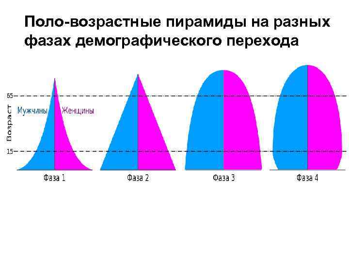 Поло-возрастные пирамиды на разных фазах демографического перехода 
