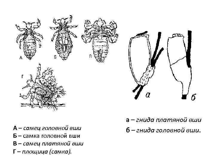  а – гнида платяной вши б – гнида головной вши. А – самец