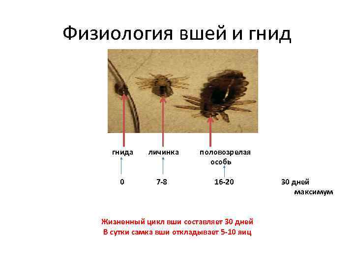 Физиология вшей и гнид гнида личинка половозрелая особь 0 7 -8 16 -20 30