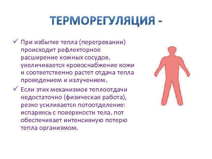 ü При избытке тепла (перегревании) происходит рефлекторное расширение кожных сосудов, увеличивается кровоснабжение кожи и