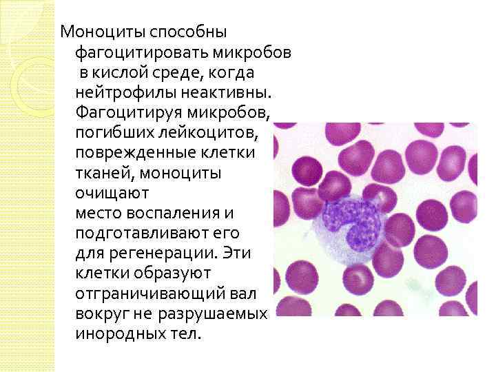 Моноцитов в крови 1. Моноциты0.27. Структура моноцитов крови. Моноциты клетки. Характерное строение моноцитов.