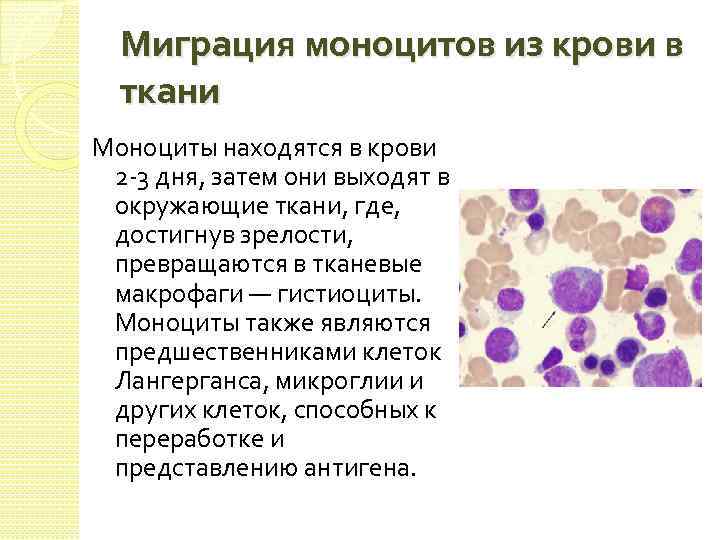 Моноцитов в крови 1. Моноциты секретируют антитела. Норма моноцитов в периферической крови. Моноциты и макрофаги.