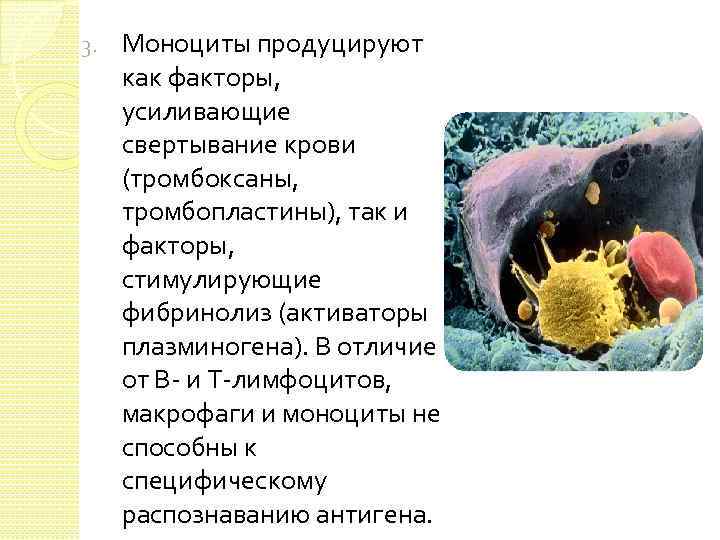 3. Моноциты продуцируют как факторы, усиливающие свертывание крови (тромбоксаны, тромбопластины), так и факторы, стимулирующие