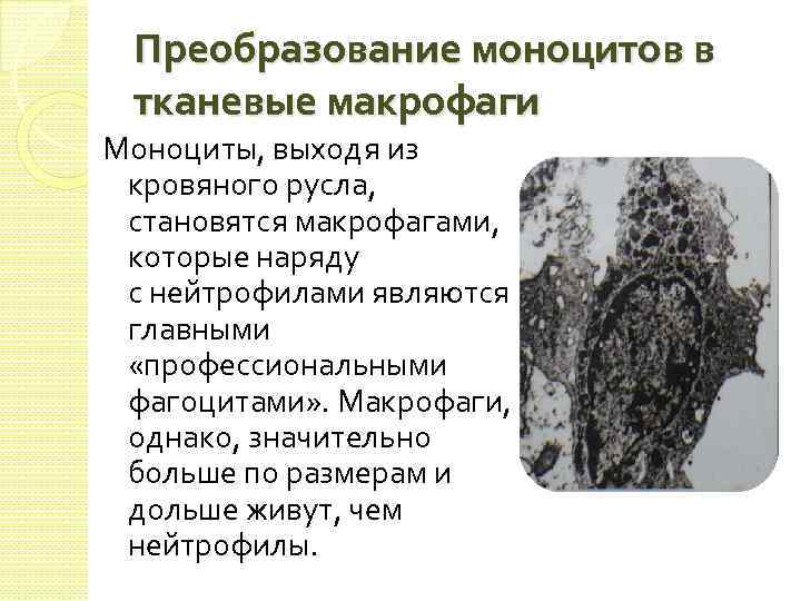 Преобразование моноцитов в тканевые макрофаги Моноциты, выходя из кровяного русла, становятся макрофагами, которые наряду