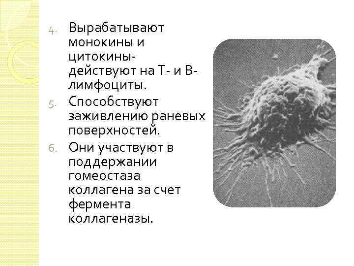 Вырабатывают монокины и цитокины- действуют на Т- и Влимфоциты. 5. Способствуют заживлению раневых поверхностей.