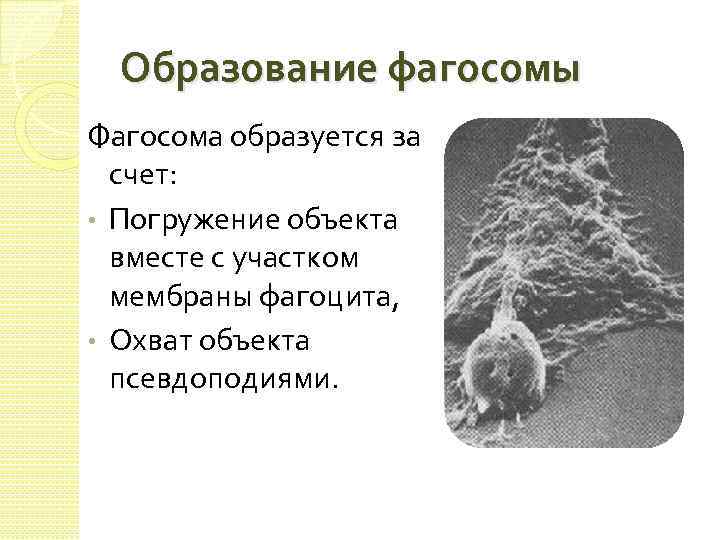 Образование фагосомы Фагосома образуется за счет: • Погружение объекта вместе с участком мембраны фагоцита,