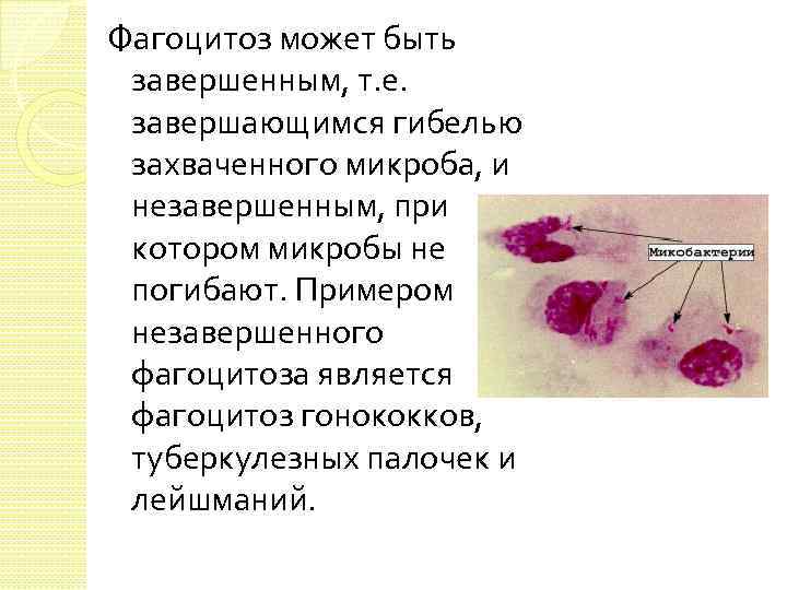 Фагоцитоз может быть завершенным, т. е. завершающимся гибелью захваченного микроба, и незавершенным, при котором